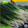 low price for fresh green Chinese onion manufacturer BRC